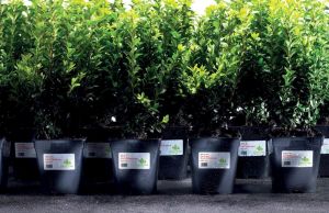 Avery L4776-20 ultra-sterke etiketten ft 99,1 x 42,3 mm (b x h), 240 etiketten, wit